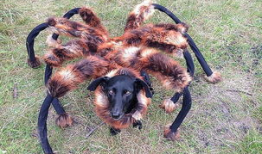 狗视频,视频里的萌宠瞬间